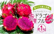 2024年発送　奄美大島産 食べごろ樹上完熟『赤蜜ドラゴンフルーツ』約1kg（2〜3玉）