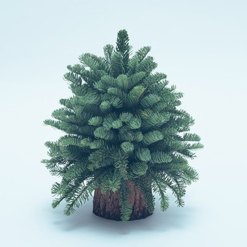 新鮮諾貝松 無裝飾 聖誕樹 聖誕樹 聖誕禮物 可乾燥 交換禮物