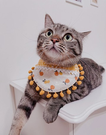 主子賣萌-水果多多系列-雙面領巾(香橙果茶)