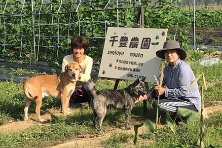 冬野菜セット　6種類　農家直送　旬野菜