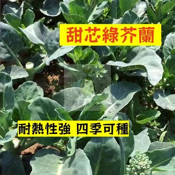 🌱早熟高產 甜芯綠芥蘭種子JL-3  四季可種 易生長 抗病性強 中遲芥蘭 格蘭菜 芥藍 易種植 高產陽台盆栽蔬菜種子