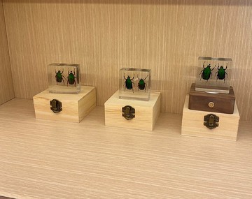 扇角金龜水晶膠標本