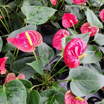 P老闆園藝~成功紅火鶴 3吋盆