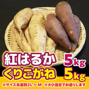 YX003 （土付き）福岡篠栗町産の熟成紅白さつまいも「紅はるか」5kg「くりこがね」5kgセット 2023年10月中旬より順次発送