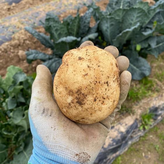 野菜 じゃがいも ジャガイモ2kg 産地直送