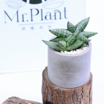 【拈花x研植】姬佛手│3.5吋水泥盆│窗邊植物│新手植物│淨化空氣│招財植物│觀葉植物│質感盆栽