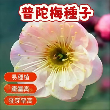 🌱精選種子 普陀梅種子 梅花種子 台灣現貨現發  易種植 花卉種子  發芽率高 庭院盆栽 耐寒 觀賞花卉