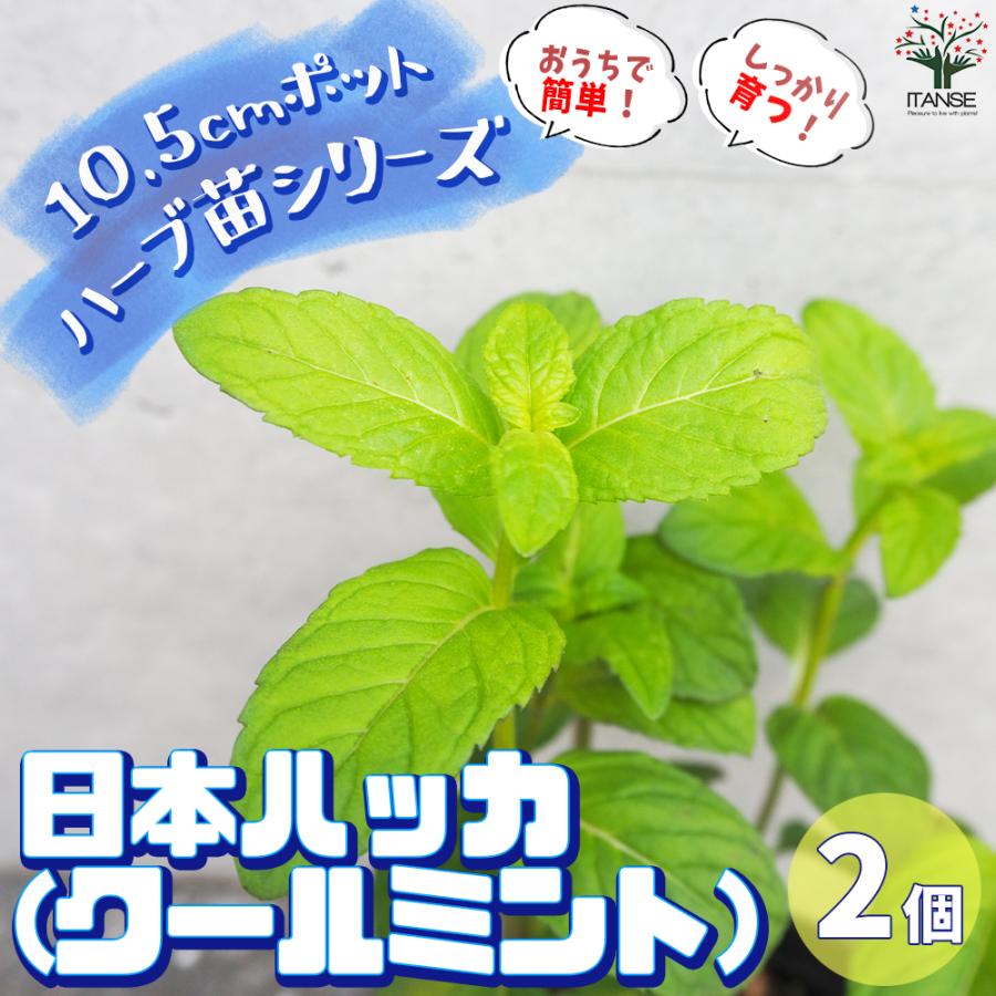 ハーブ苗 日本ハッカ ラベンダーの苗 herb ハーブ ガーデニング 家庭菜