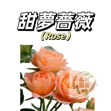 嘉義現貨（甜夢薔薇花種子MG-12）爬藤玫瑰種子Rose橙色大花庭院陽台灑下就能活@懶人觀賞花卉花海種子