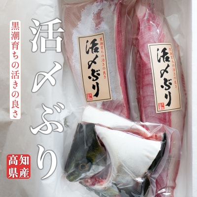 脂乗りバツグン!養殖ブリ活〆半身(1.2kg～)