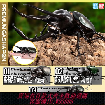 {可刷卡 打統編}現貨萬代生物大圖鑒扭蛋昆蟲高卡薩斯南洋大兜蟲甲蟲