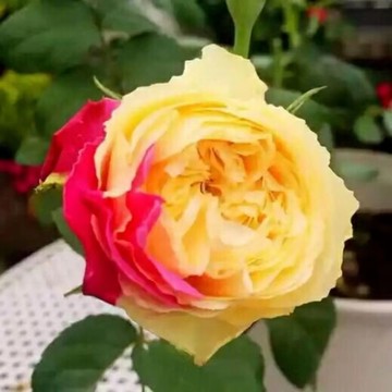 現貨現發 四季開花 玫瑰種子  新品小型灌木月季花種子 和室 空濛 多款品種可選 特大濃香 陽臺庭院盆栽種植