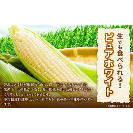 ふるさと納税 北海道産ピュアホワイト・露地とうもろこし　計12本 2024年8月下旬から発送開始予定 北海道旭川市