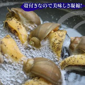 ふるさと納税 つぶ貝 三陸産 ボイル 1kg  岩手県大船渡市