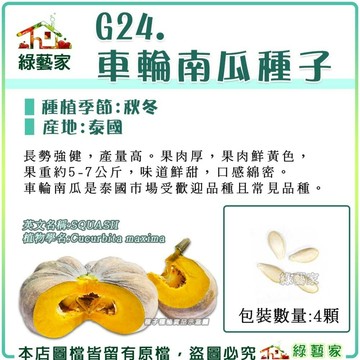【綠藝家】G24.車輪南瓜種子4顆(產地泰國)F1 長勢強健，產量高。果肉厚，鮮黃色，果重約5-7公斤 果菜類