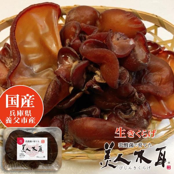 美人木耳 国産 生 きくらげ 乳酸菌で育てた びじんきくらげ 兵庫県養父市産 50g 100g