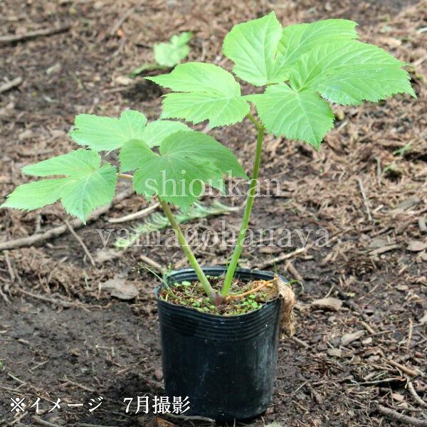 エゾニュウサク 10.5cmポット苗 山菜苗 耐寒性多年草 エゾニュウ 15葉が展開中