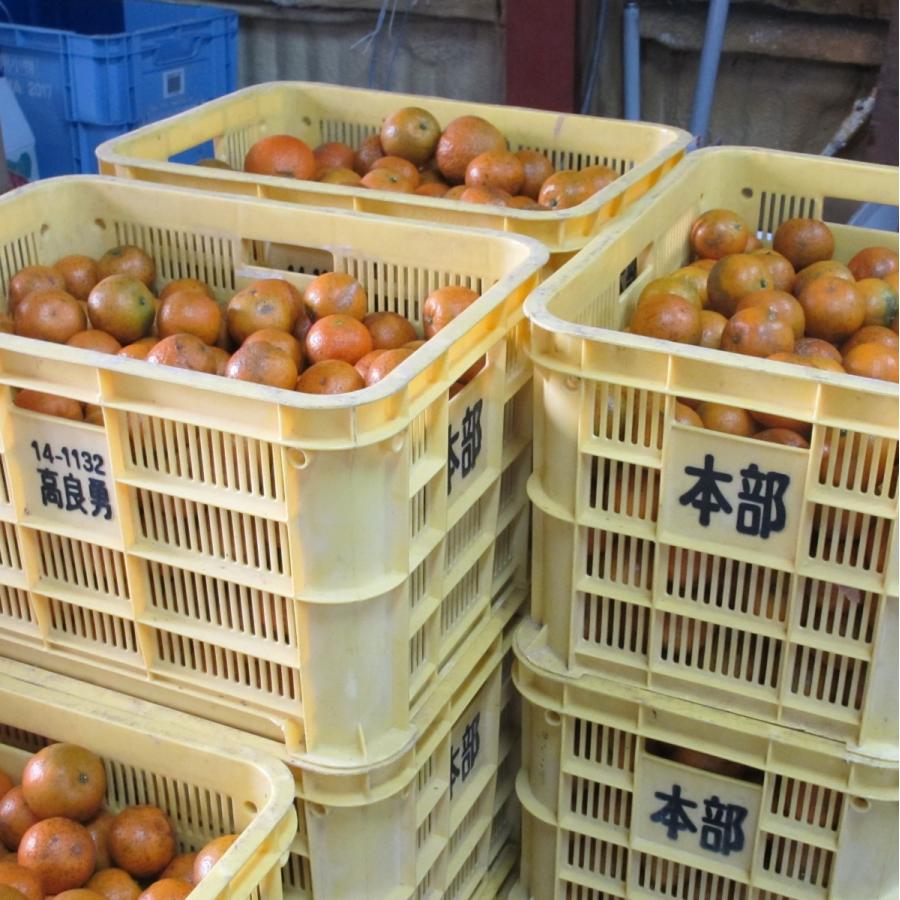 訳あり タンカン 約３ｋg  (SS〜３Lサイズ)  沖縄県産