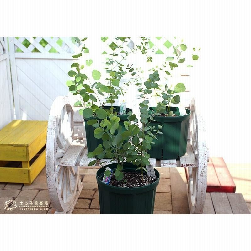 【yaapa】白鉢付＊ポポラス、グニー(100cm前後) ユーカリ 2品種植え （ポポラス＆グニー） 8号スリット鉢 | LINE