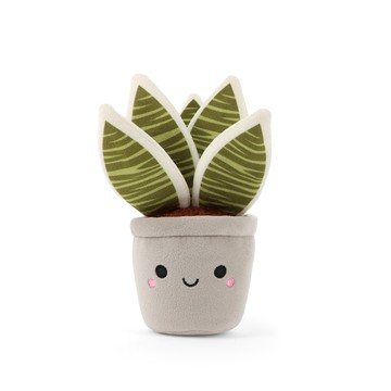 Keeleco Botanical Garden Snake Plant 虎尾蘭