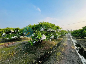 近南州交流道．臨10米路都計農地｜屏東縣南州鄉米崙段