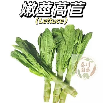 台灣現貨（嫩莖萵苣種子）四季高產~萵筍.大心妹仔菜.翠綠.莖粗.甜脆.口感佳 新手易種 #健康蔬菜種子