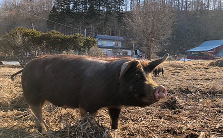 バラかたまり 1.5kg以上 肉 豚肉 バラ肉 ブロック肉 北海道 F4F-2230