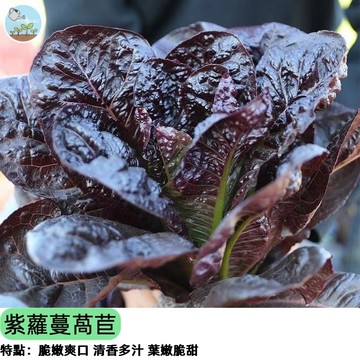 🥬【火鍋必備】紫蘿蔓萵苣種子 紫紅皺葉蘿美 生菜沙拉用 抗癌蔬菜 陽台盆栽好種 水耕ok 四季播種 新手好養