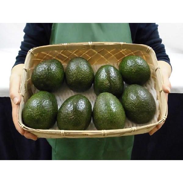 メキシコ産 ”アボカド” 6〜8玉 約1.2kg 送料無料