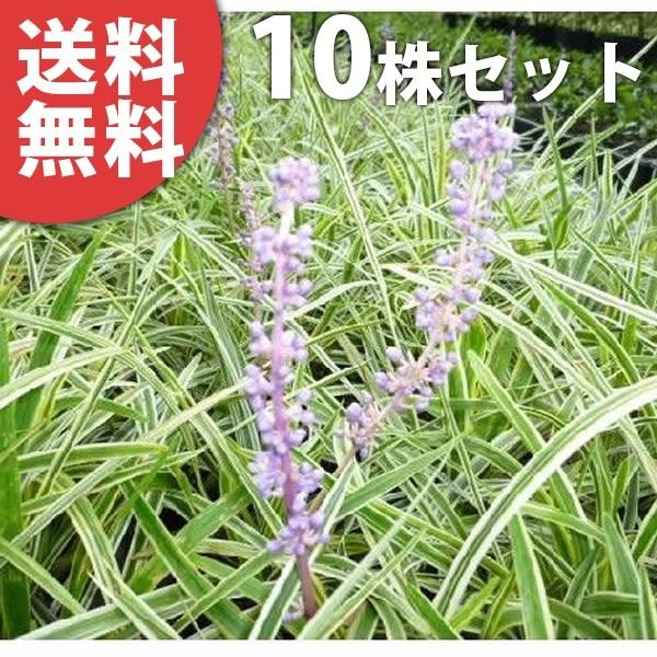 斑入りヤブラン 10.5cmポット ヤブラン フイリヤブラン やぶらん 苗木 植木 苗 庭木 生け垣 送料込み