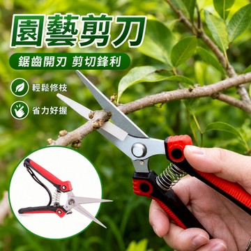 台灣現貨🚢采摘水果剪刀 葡萄稀果剪刀 修枝果枝樹枝剪 專業不銹鋼尖頭果園摘果剪 園藝剪 修花剪刀