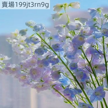 現貨🌸飛燕草種子（500粒）30天爆花！可切花 庭院陽台盆栽室內外 驅蟲觀賞花卉盆栽 多年生 易種耐寒耐旱新手花海種子