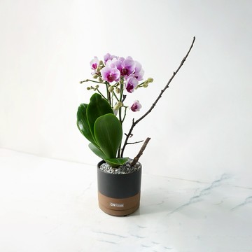 🚚限雙北配送【CNFlower】日和 蘭花植物 空間美學 送禮推薦 開幕祝賀 植栽精品 居家美化