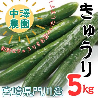 ふるさと納税 門川町 宮崎県産きゅうり5kg