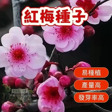 🌱精選種子 紅梅種子 梅花種子 台灣現貨現發  易種植 花卉種子  發芽率高 庭院盆栽 耐寒 觀賞花卉