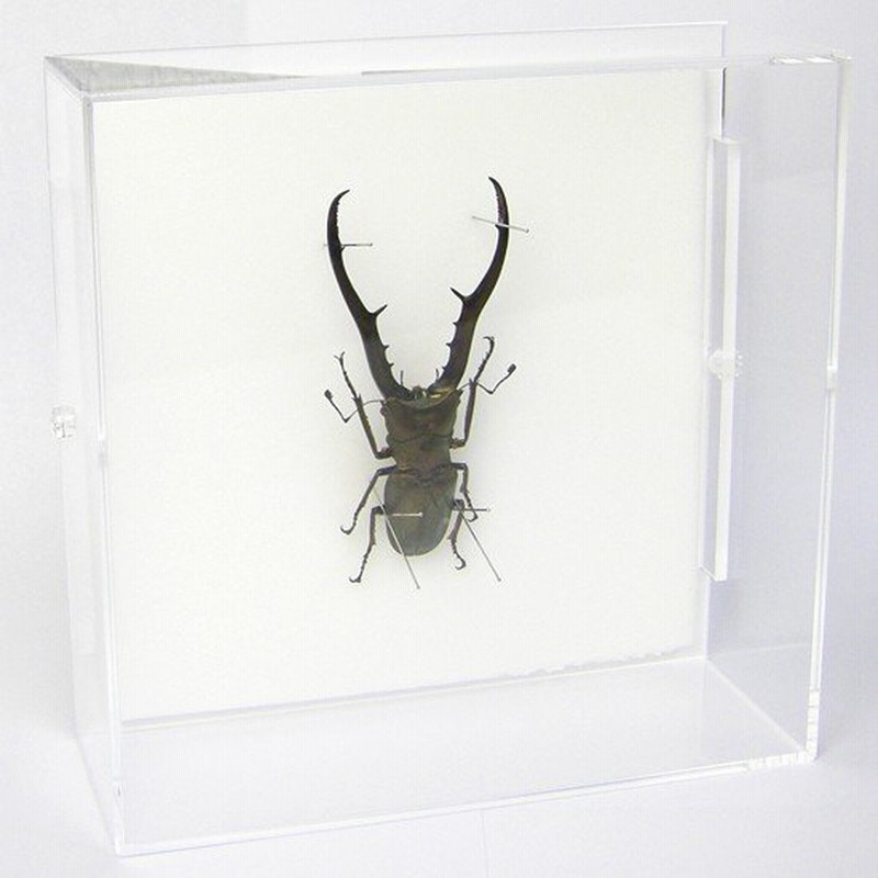 昆虫標本 メタリフェールホソアカクワガタ アクリルフレーム 透明 通販