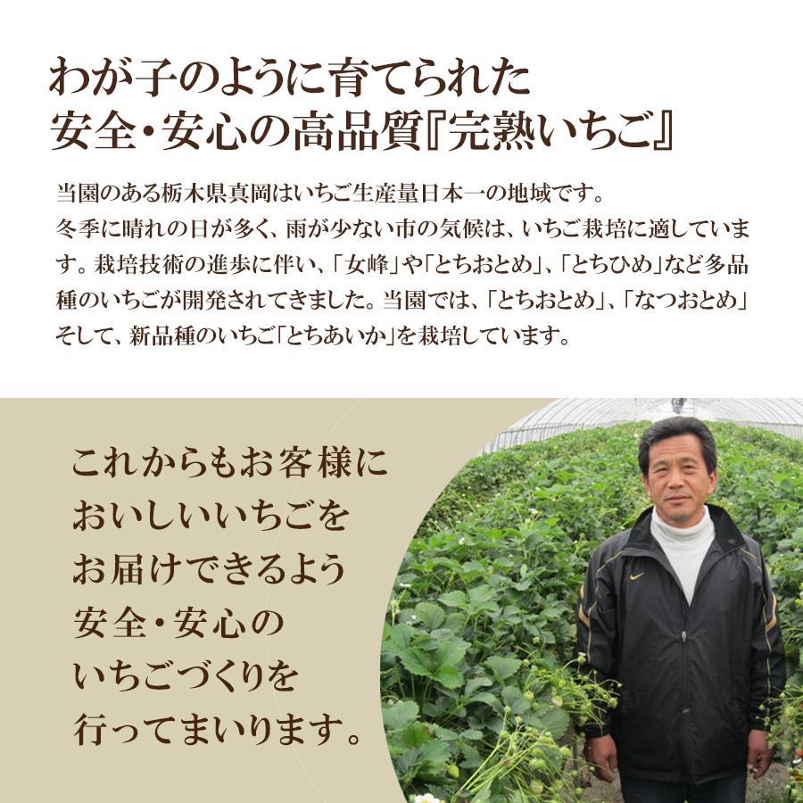 とちあいか 2Lサイズ 30粒入り 贈答用2パック 栃木県真岡産 送料無料 産地直送 フルーツ ギフト