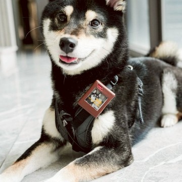 【預購】Eink 彩色電子紙 定位防丟器 - 6入組 蘋果版-玫瑰金 x6