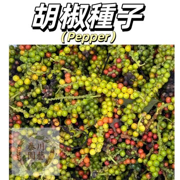嘉儀現貨（胡椒種子）白胡椒黑胡椒野山胡椒樹種子 木姜子香料樹木姜油調料山倉子木槳子配料果樹籽四季播種新手易種