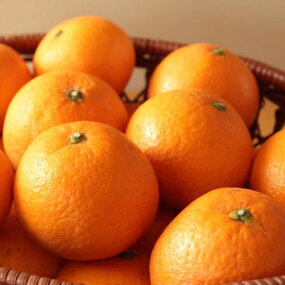 有田産清見オレンジ約10kg（サイズおまかせ・秀品） ※2024年2月上旬～3月下旬頃に順次発送予定