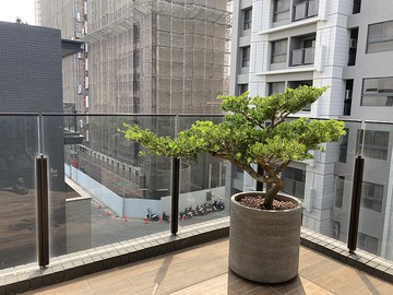 【高光植栽】西施羅漢松(飄型)  | 水泥圓柱盆(訂製請洽客服)