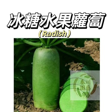 嘉義現貨（冰糖水果蘿蔔種子 LB-21）天然生吃脆甜~青蘿蔔沙窩蘿蔔種子綠蘿蔔四季播種農家蔬菜種子#果菜