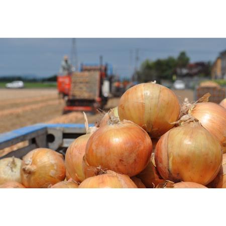 ふるさと納税 三笠aroundたまねぎＭサイズ10kg 北海道三笠市