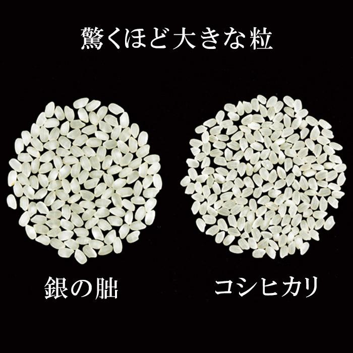 令和5年産 新米 日本一美味しい米 銀の朏 ぎんのみかづき 2kg 岐阜県飛騨産 化学肥料一切不使用 特別栽培米 発送当日に精米 産地直送 冷めてもおいしい 送料無料