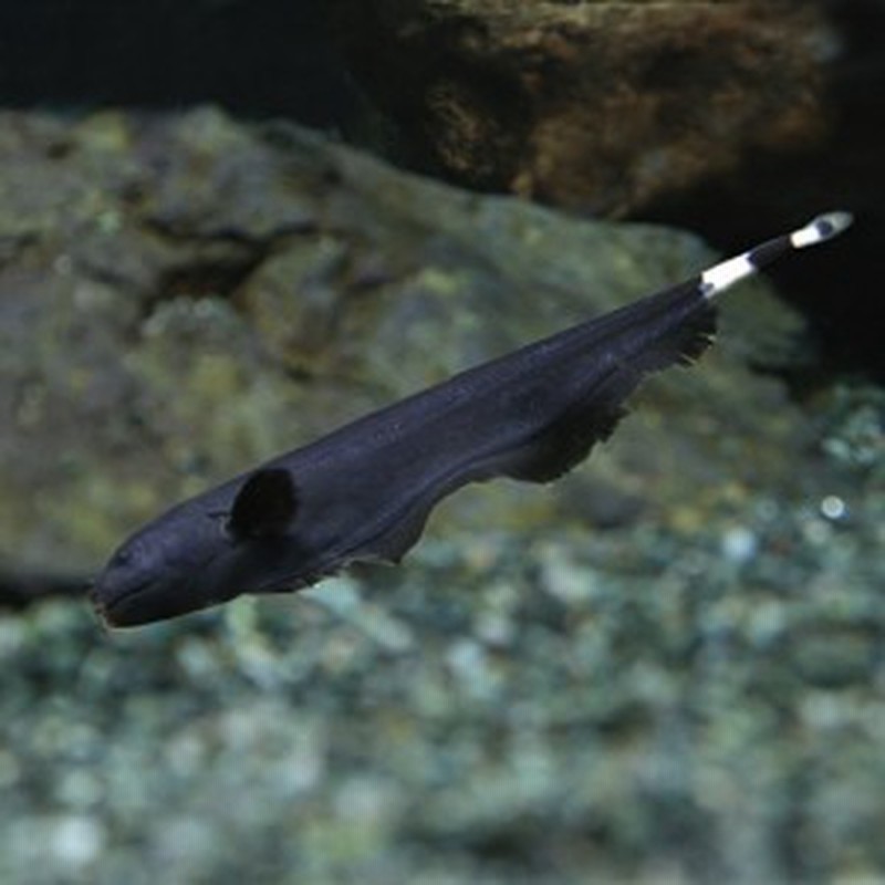 熱帯魚 ブラックゴースト 約６cm １匹 泳ぎ方がカッコイイ 水槽 熱帯魚 観賞魚 飼育 生体 通販 販売 アクアリウム 通販 Lineポイント最大6 0 Get Lineショッピング