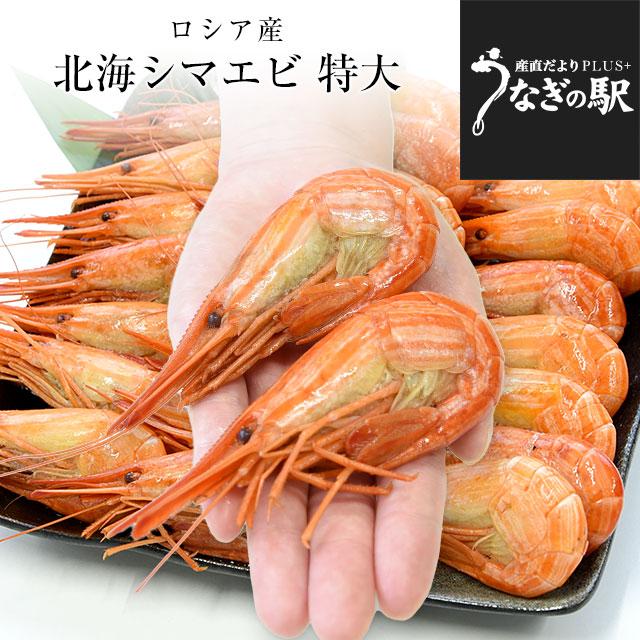 北海道より直送 特大 北海シマエビ Ｌサイズ 500ｇ(20尾前後) 送料無料 しまえび 縞えび エビ