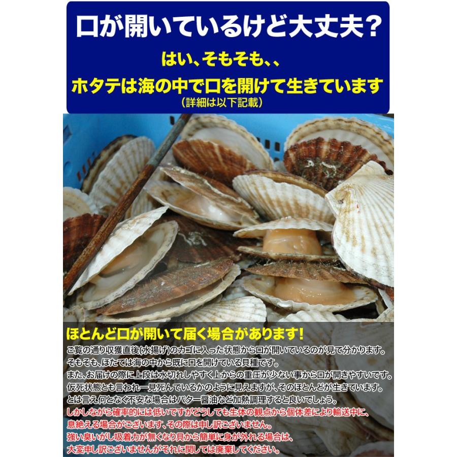 活 ホタテ 貝付き 北海道産 15〜18枚前後 2.2〜3kg前後分 殻付き 生き ほたて 帆立貝 お届け日指定不可選択無効 キャンセル不可