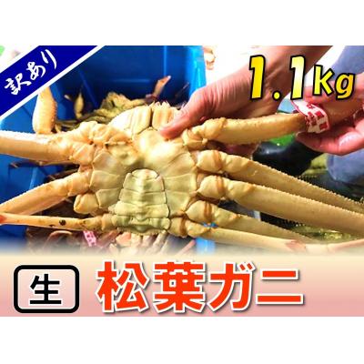 ふるさと納税 鳥取市 足1本なし生松葉ガニ(特大1,100g)訳あり