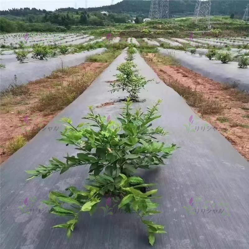 防草シート 除草シート 3m×100m 農用シート 草よけシート 雑草防止 農業 園芸用 除草 通水性 砂利 杭 高密度 高耐久 雑草対策