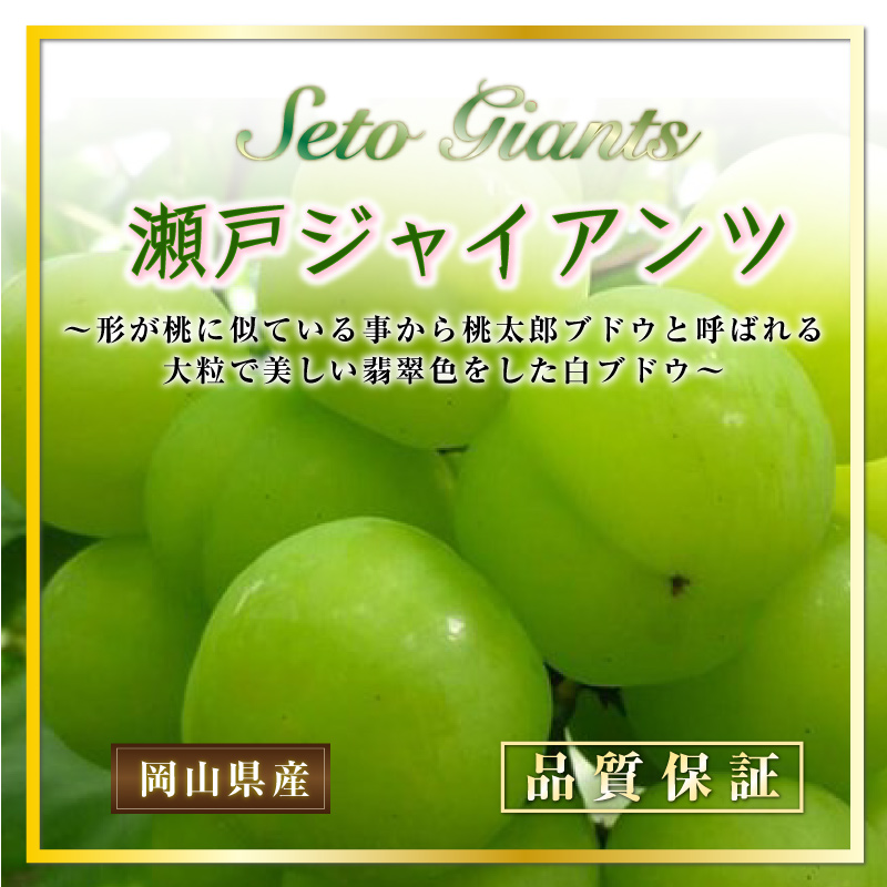 [最短順次発送]   巨峰 瀬戸ジャイアンツ 各1房 計約 1.4kg 700g 食べ比べ 山梨県 岡山県 ぶどう ブドウ 葡萄  夏ギフト 御中元 お中元 秋ギフト  果実ギフト